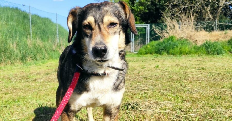 cagnolino al guinzaglio rosso