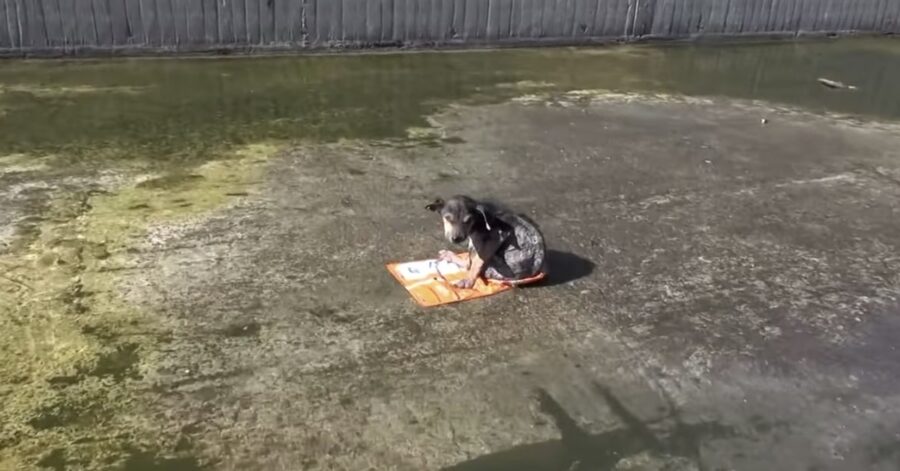 cane galleggia su un fiume