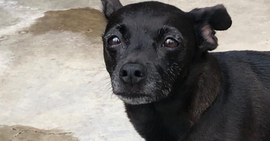 cane dal pelo nero e occhi marroni