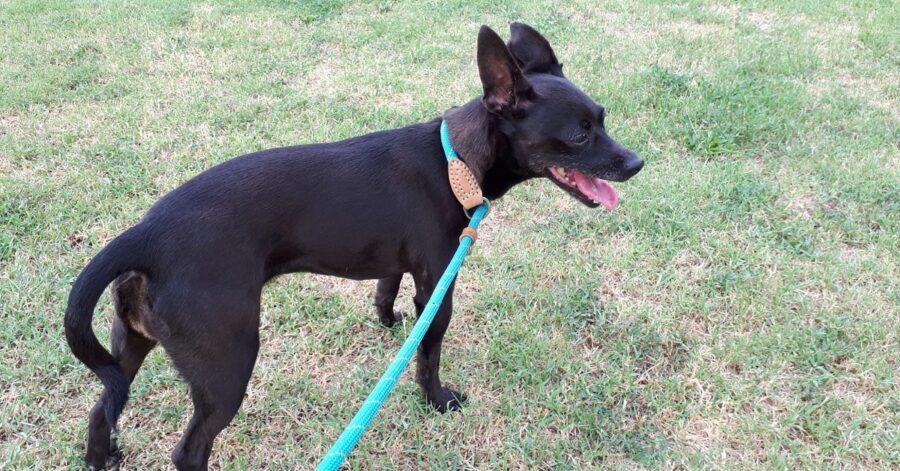 cagnolina al guinzaglio