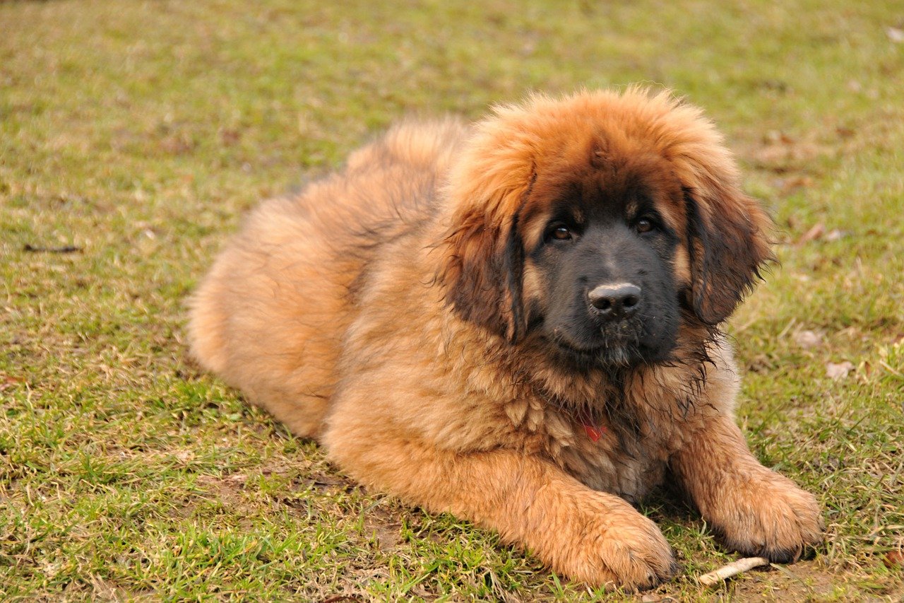 cucciolo di cane tenero