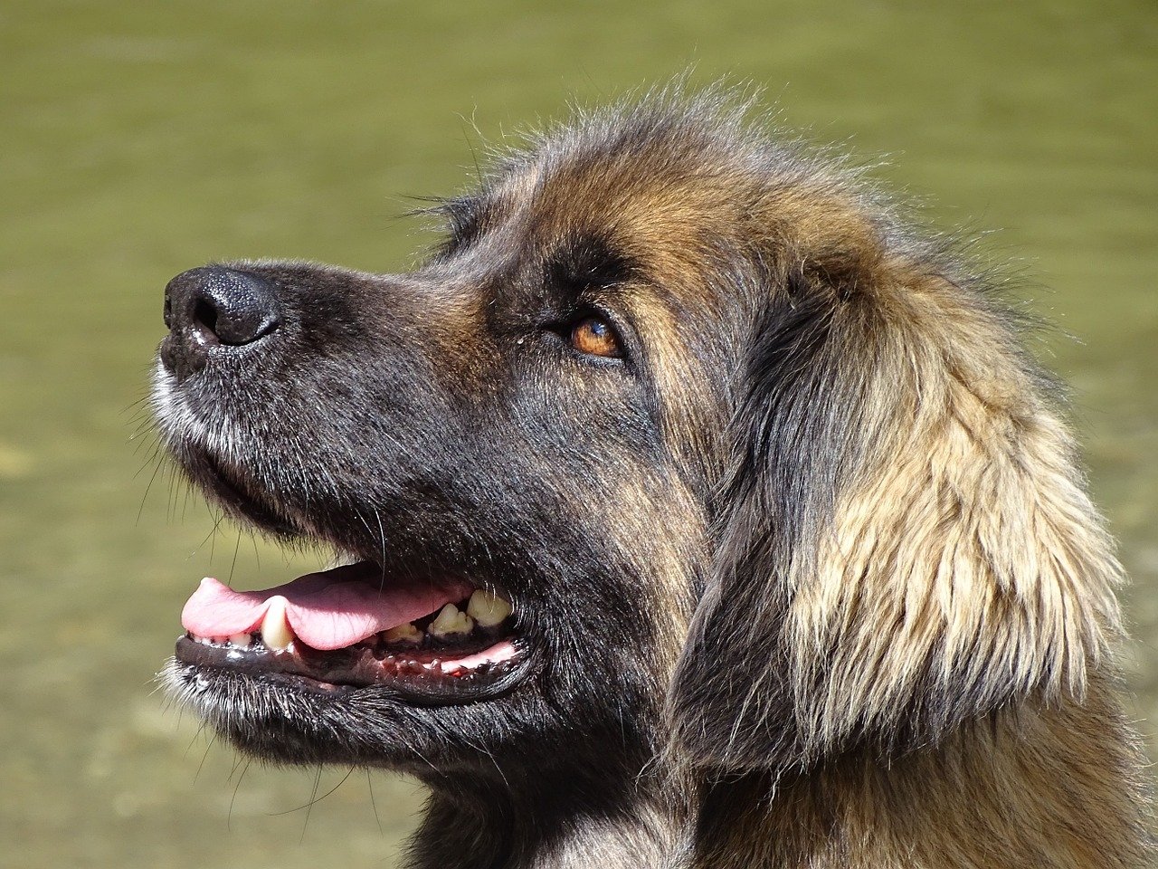 leonberger concentrato