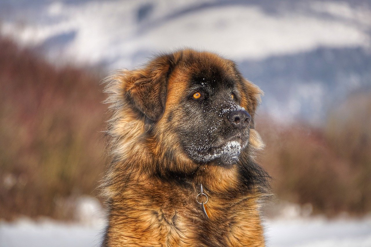 cucciolo di leonberger nella neve