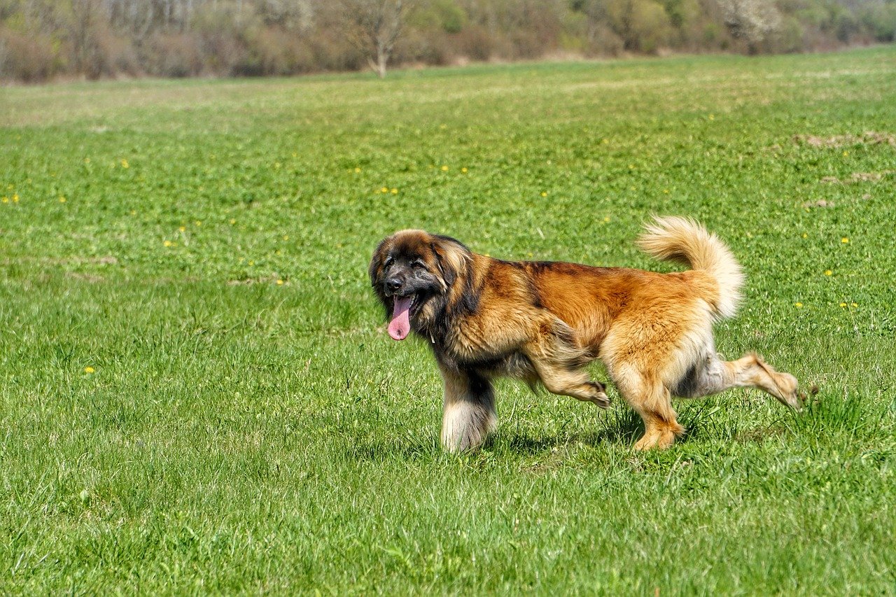 leonberger corre felice