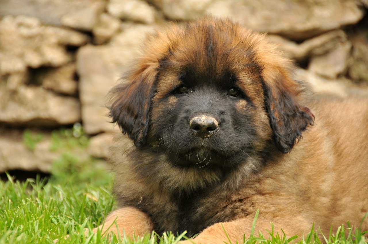 cucciolo dolcissimo di leonberger