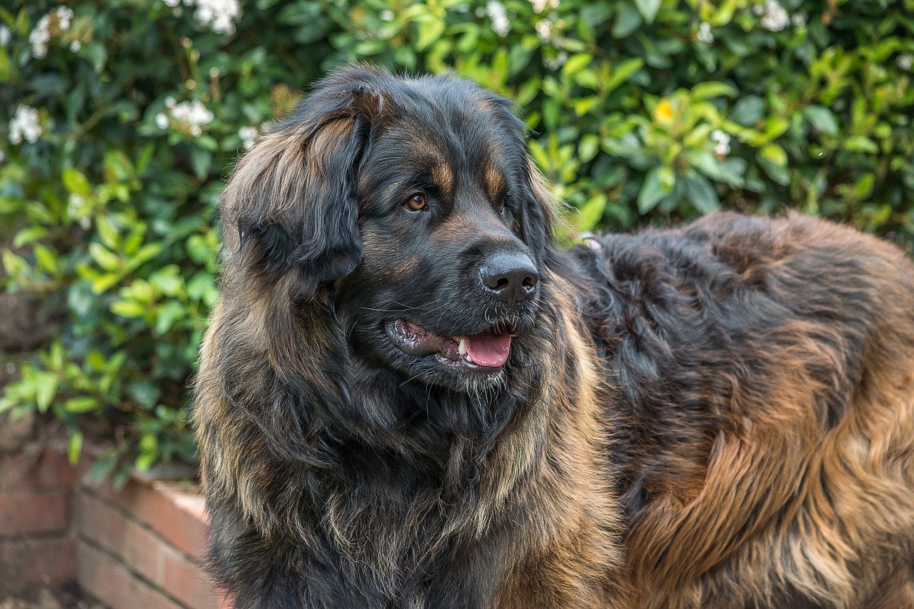 leonberger in giro