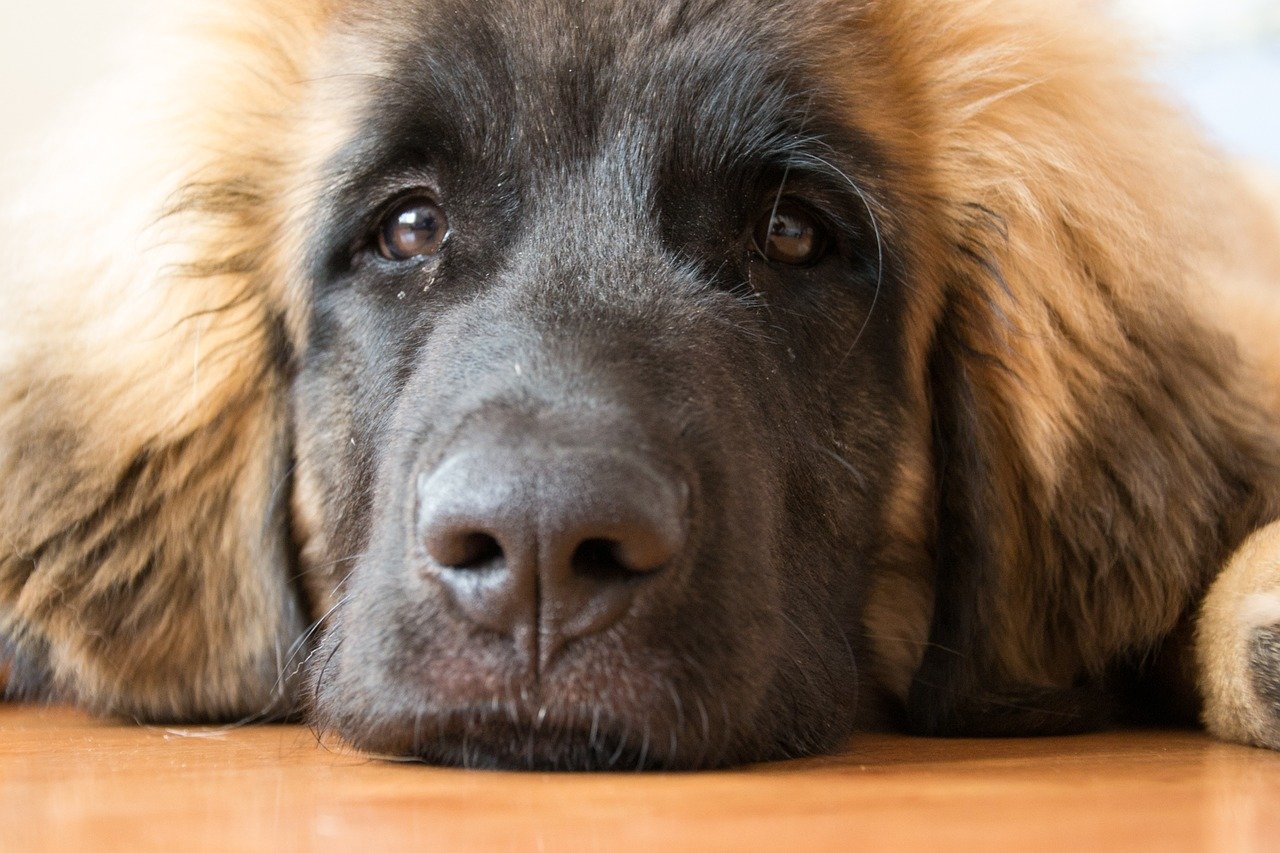 leonberger riposato