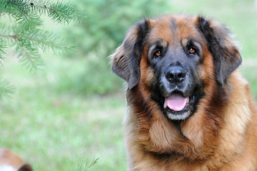 Leonberger muso dolce