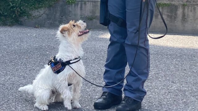 Leone, il cane poliziotto entrato a far parte della squadra antidroga di Genova