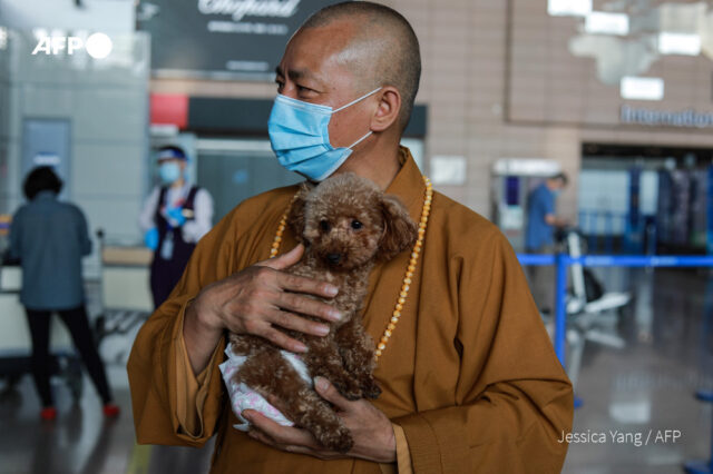 Migliaia di cani salvati da Zhi Xiang, un monaco buddista