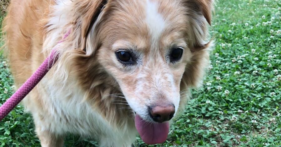 cagnolina dagli occhi scuri e il naso marrone