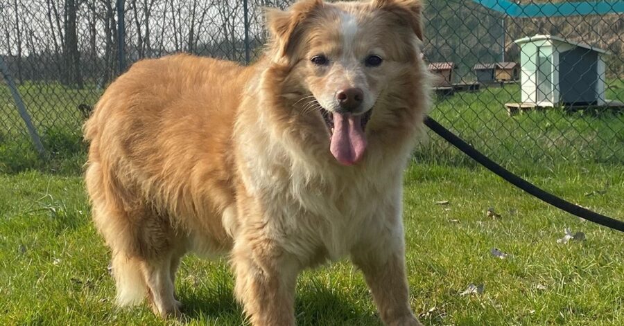 cagnolina dal pelo folto e marrone