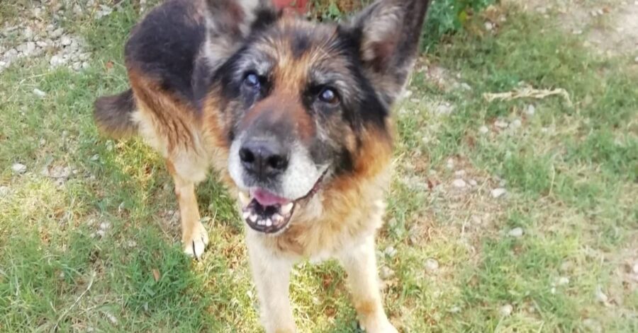 cane anziano in giardino