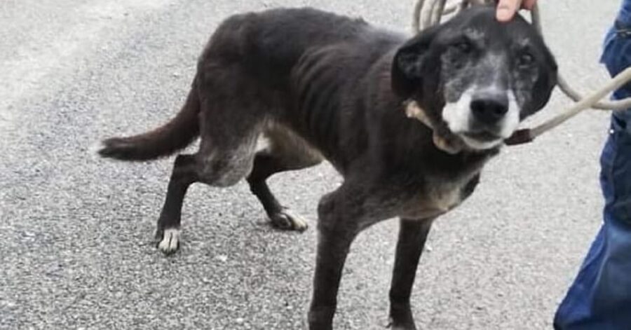 cagnolina magra dal pelo nero