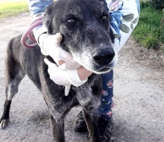 Nonna Nerina, cagnolina dagli occhioni dolci cerca di un’adozione