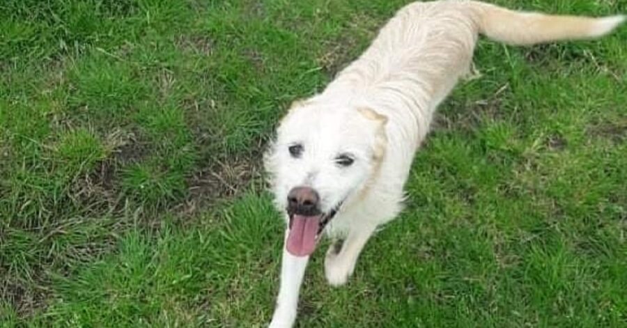 cagnolino con la lingua di fuori