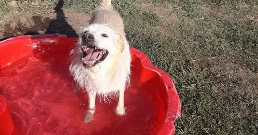 cane con i piedi nell'acqua