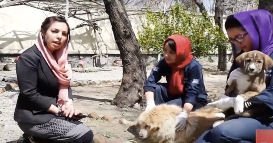 ragazze afgane con cani randagi