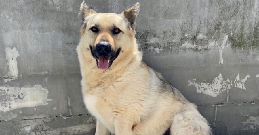 cagnolone del canile di Frosinone