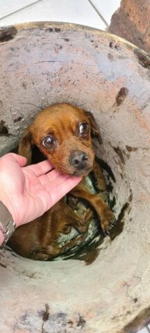 Oliver, il cane abbandonato in un secchio pieno d’olio