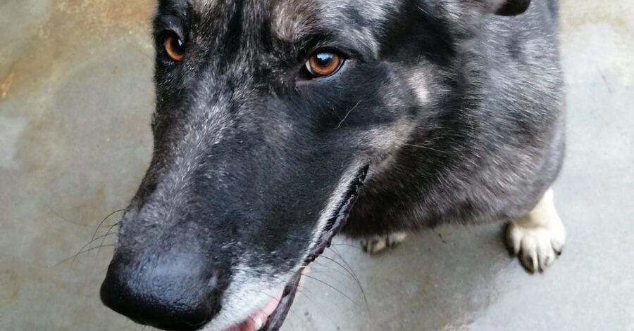 cagnolino dal pelo bianco e nero