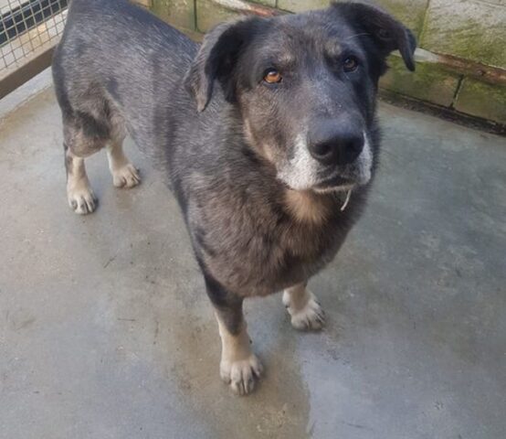 One è il cane perfetto per ogni famiglia, troviamogli una nuova casa