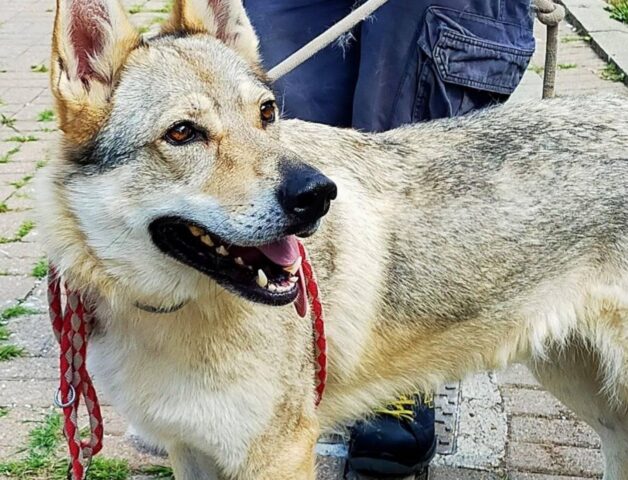 Paloma, incrocio con un Lupo Cecoslovacco cerca una famiglia che sappia valorizzarla