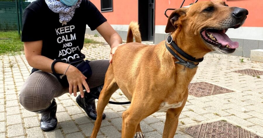 cagnolino dal passato difficile