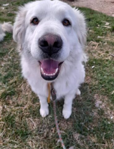 Perla, una cucciolona che cerca una famiglia che la ami