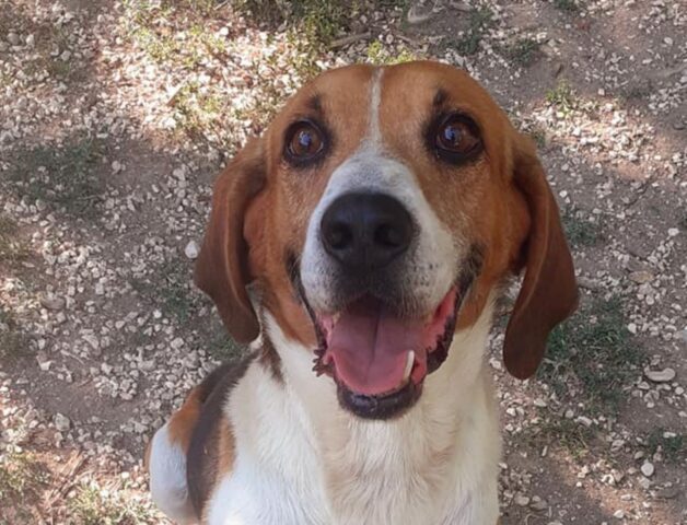 Pesce: incrocio tra un Beagle e un Molosso è in cerca di casa