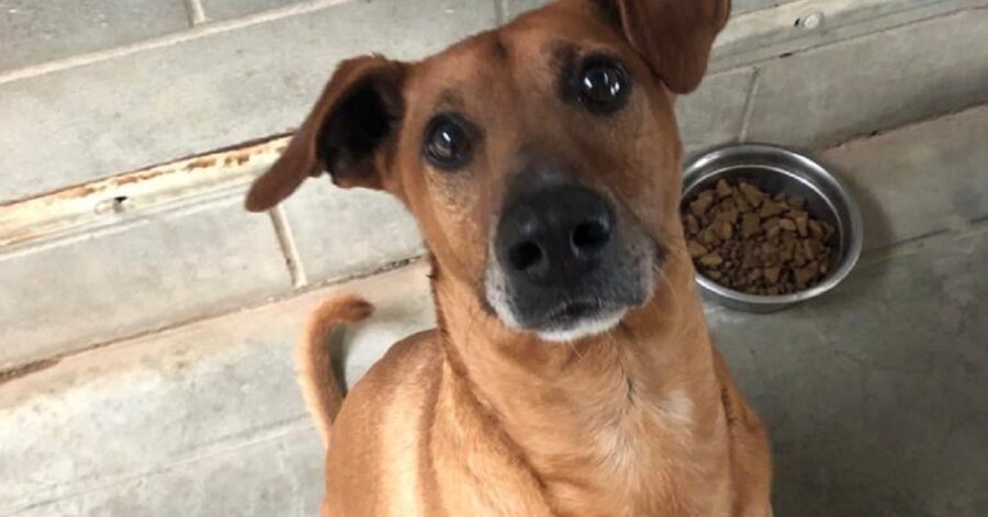 cagnolino con gli occhi lucidi