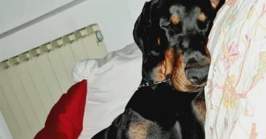 Doberman sul letto