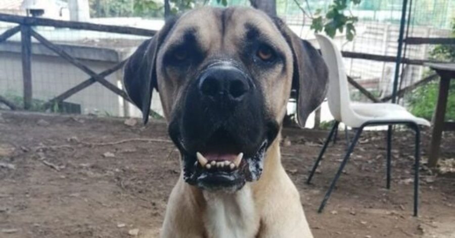 Bull Mastiff in giardino