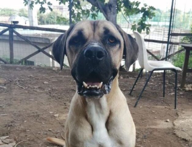 Nessuno ha mai reclamato Rio, ora cerca una nuova casa