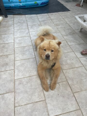 Rocky, lo splendido chow chow è alla ricerca di una casa