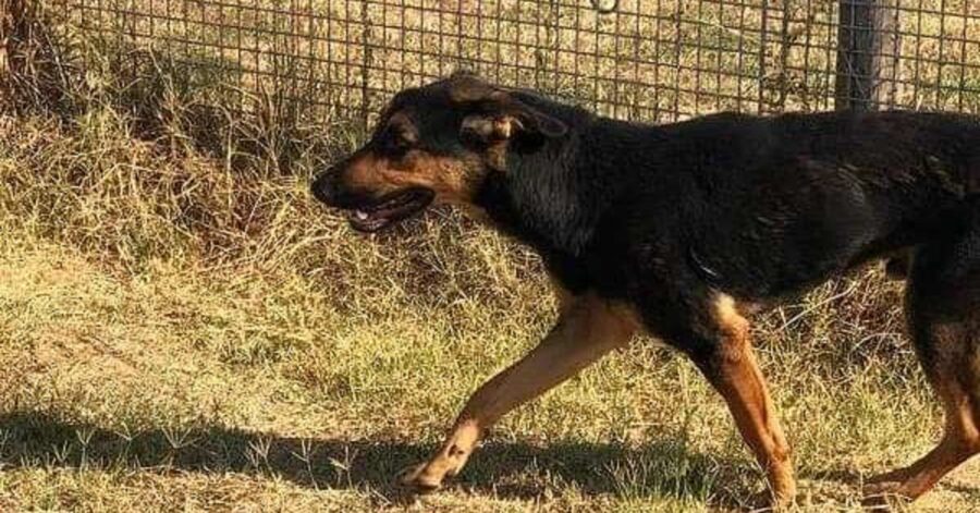 cane corre nel prato