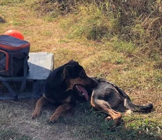 Rocky: giocherellone e divertente cerca una casa in cui essere felice