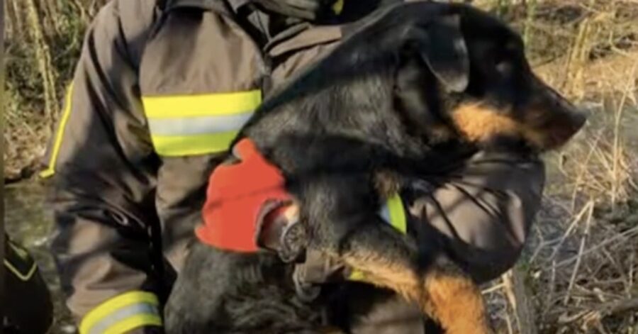 cane in braccio a un pompiere
