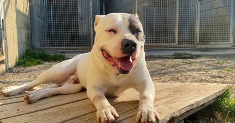 cagnolino steso al sole con gli occhi chiusi