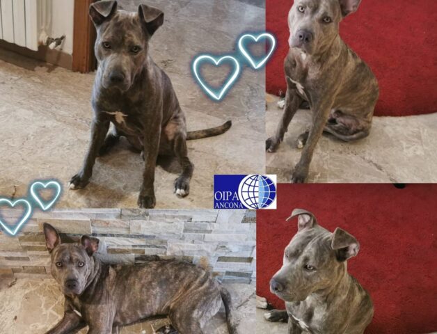 Smok è un American Staffordshire di 10 mesi e sta cercando casa