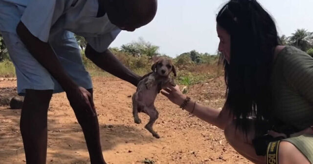 Snafu, il cucciolo che stava per morire salvato dagli scimpanzé (VIDEO)