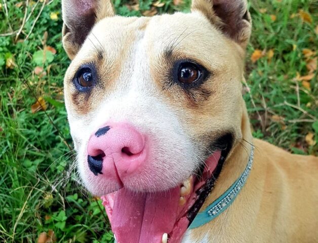 White, il cane della dipendenza emotiva, sta cercando qualcuno da amare