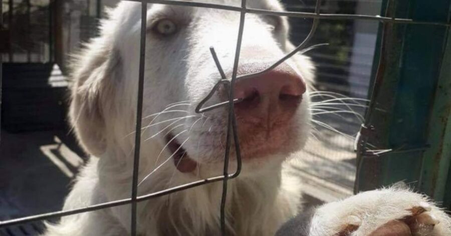 cane bianco dagli occhi chiari