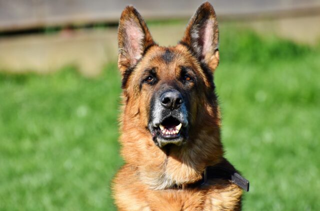 Il salvataggio di Zeus, un cane rimasto con la testa incastrata fra delle sbarre di ferro (VIDEO)