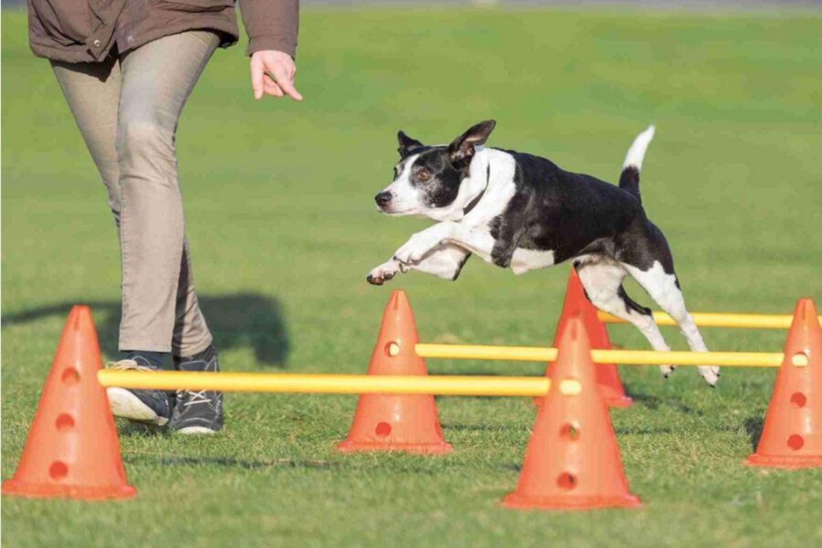 accessori per l'agility del cane