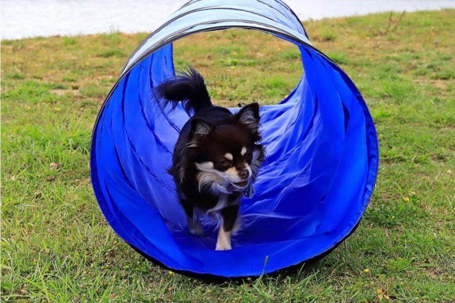 cane nel tunnel