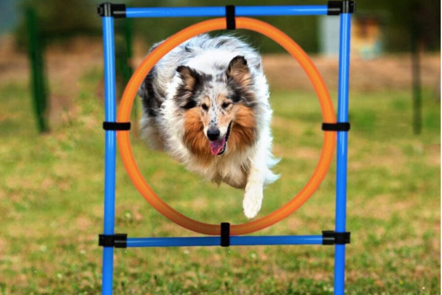 ostacolo a cerchio per cane