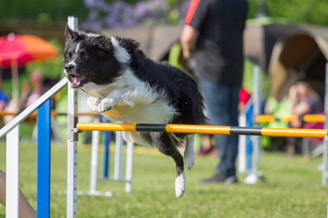 5 accessori per l’agility, perfetti per i quattro zampe più sportivi