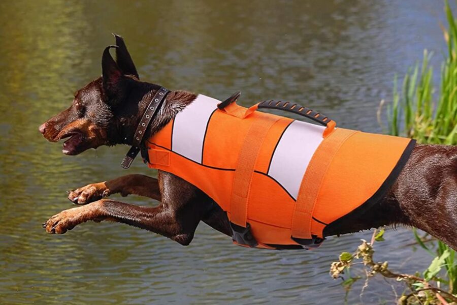 giubbotto di salvataggio per cane