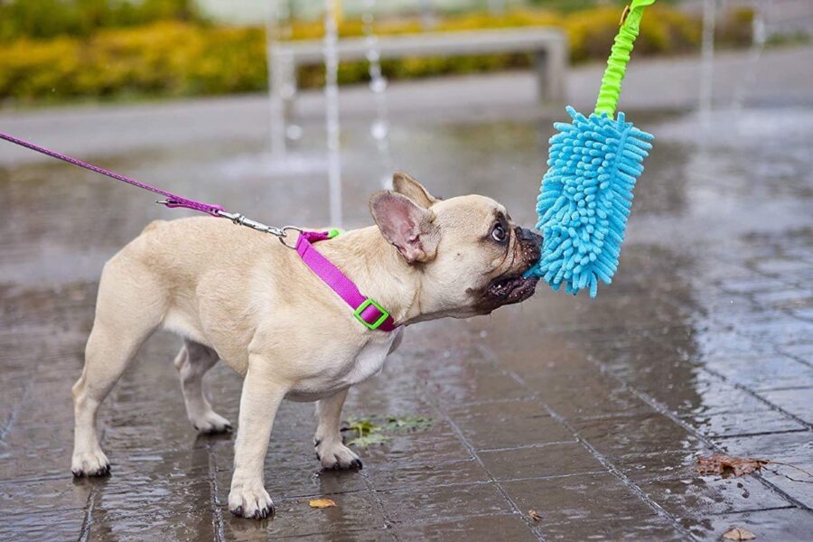 gioco per il cane